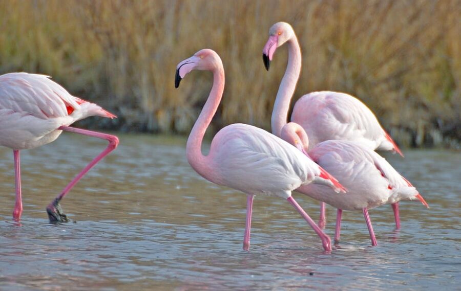 Aigues Mortes: Jeep Photo Safari in Camargue - The photo stops and the value of a slower pace