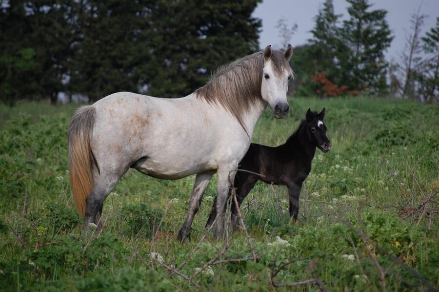 Aigues Mortes: Jeep Photo Safari in Camargue - Learning Camargue culture from a local guide