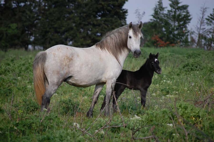 Aigues Mortes: Jeep Photo Safari in Camargue - Is $70 a fair price?