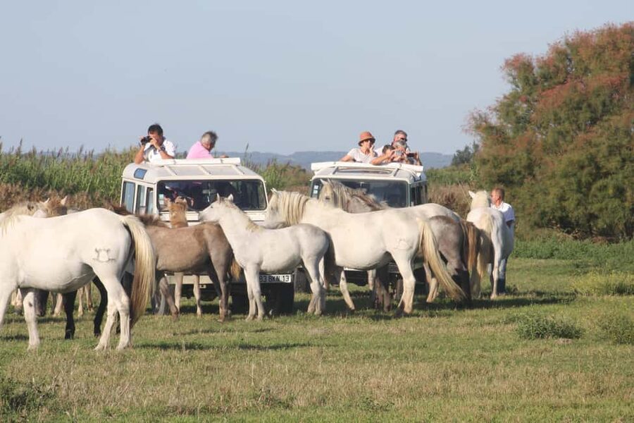 Aigues Mortes: Jeep Photo Safari in Camargue - Starting from the free parking meeting point