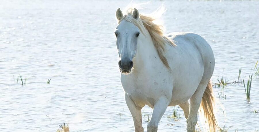 Aigues Mortes: safari en vélo - Ebike tour in Camargue - Birdwatching with a chance of flamingos