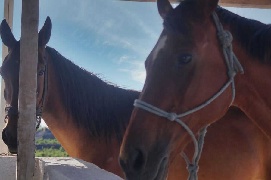 Akrotiri: Guided Horseback Riding Day Trip to a Beach - Should you book it?
