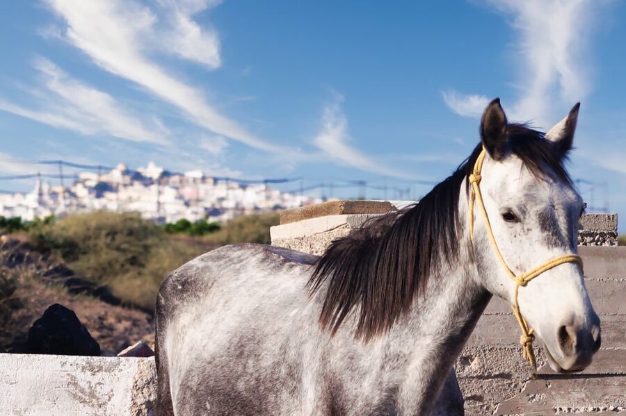 Akrotiri: Guided Horseback Riding Day Trip to a Beach - From Akrotiri stables to Santorini’s volcanic shore
