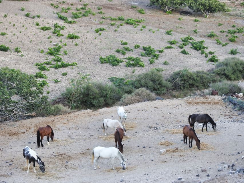 Akrotiri: Guided Horseback Riding Day Trip to a Beach - Is $88 good value?