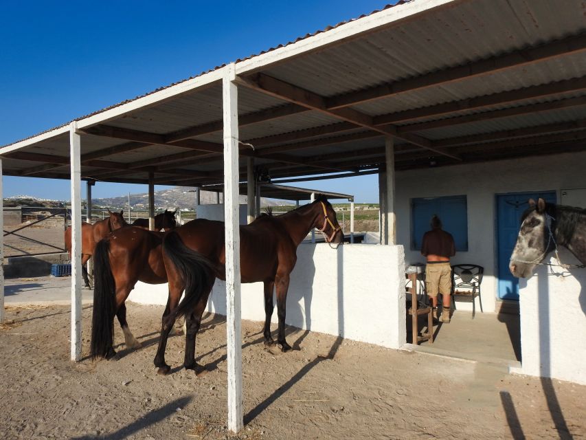 Akrotiri: Guided Horseback Riding Day Trip to a Beach - Timing, transfers, and weather tips