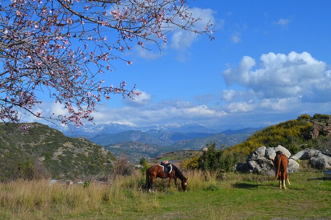 Alanya: Horseback Riding in Taurus: Forest Sea Views 2.5 Hours - What the five-hour schedule really means