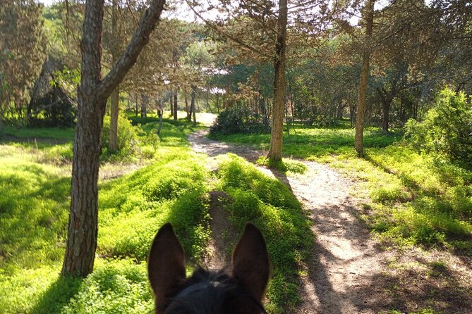 Algarve - Exclusive horseriding in Portimao (no experience required) - What the one-hour schedule really means