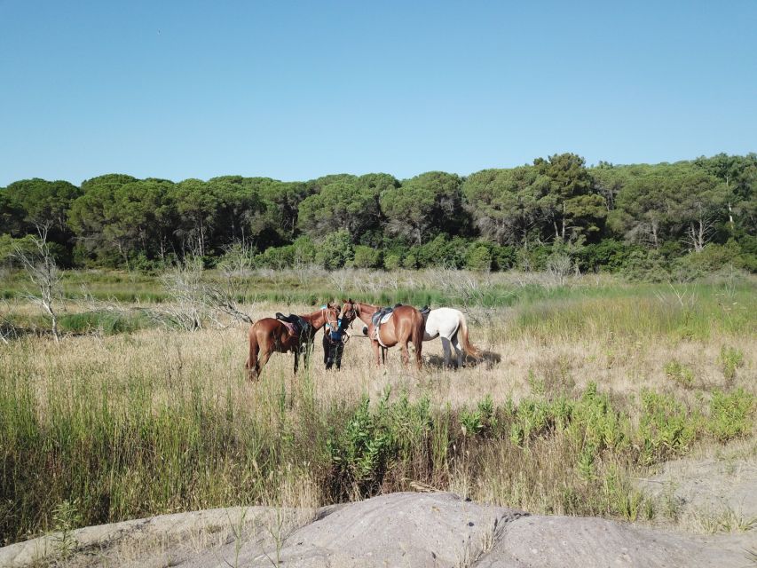 Alghero: Guided Horseback Ride at Lake Baratz & Porto Ferro - Key points at a glance