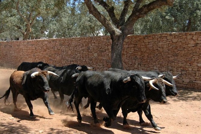 Andalucia Bull and Horse Farm and Ronda Private Tour from Malaga - Key points to know before booking