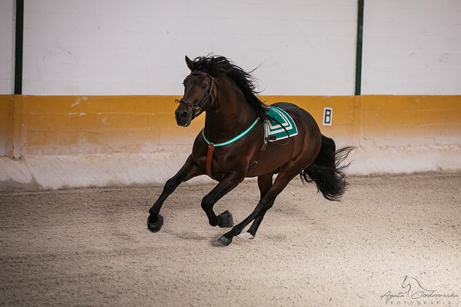 Andalusian Horses and Flamenco show with transportation - How much flamenco is actually included