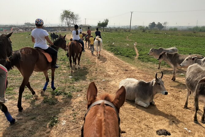 Aravali Trail Experience( Jungle Safari Forest area)- Horseback Riding - Meeting the horse and starting with a lesson