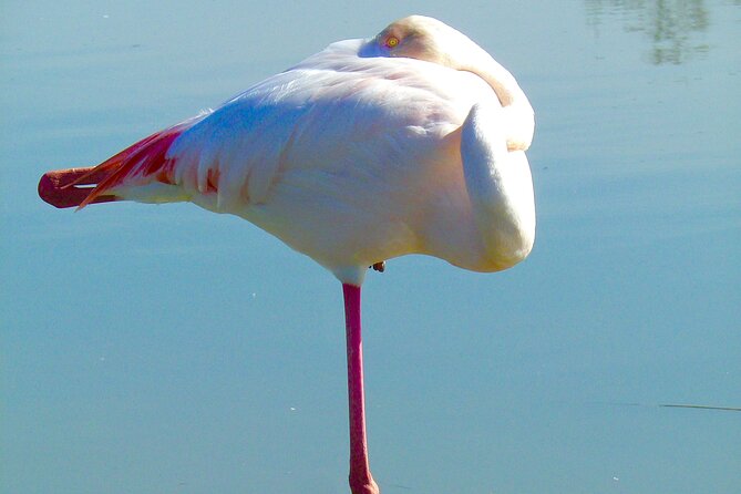 Arles and Camargue Full-Day Tour including Aigues Mortes - Why this full-day route works