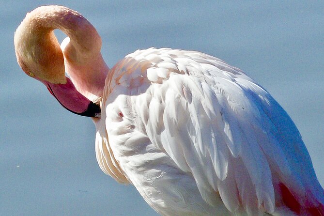 Arles and Camargue Full-Day Tour including Aigues Mortes - Saintes-Maries-de-la-Mer and the Mediterranean shore