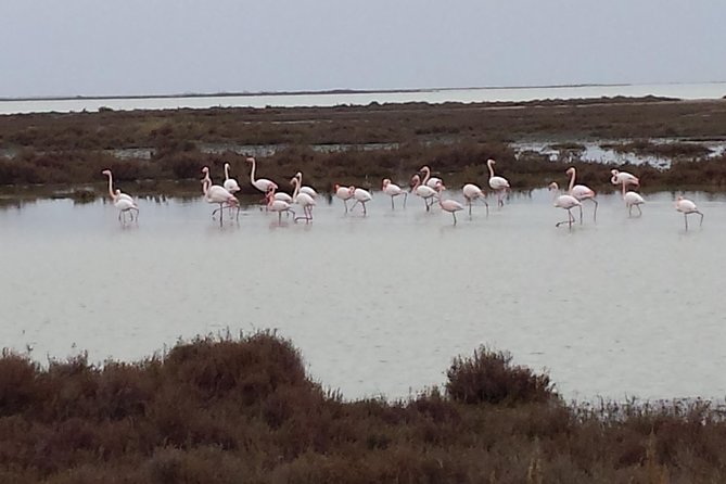 Arles and Camargue Full-Day Tour including Aigues Mortes - Pont de Gau, the best bet for flamingos