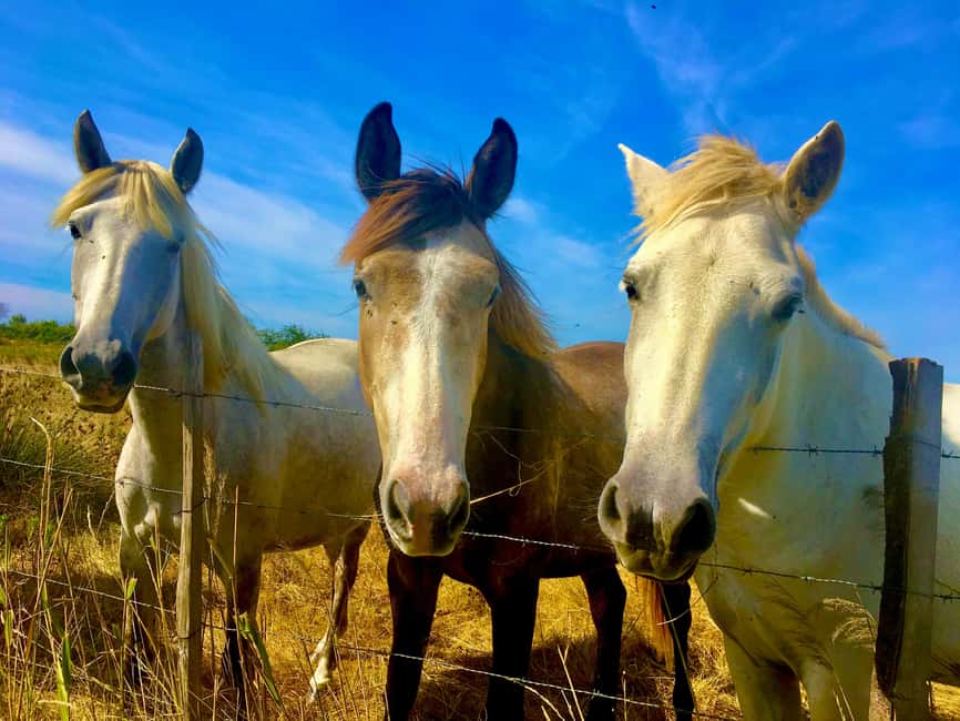 Arles & Camargue Natural Park (including Aigues Mortes) - One day, four sides of Provence