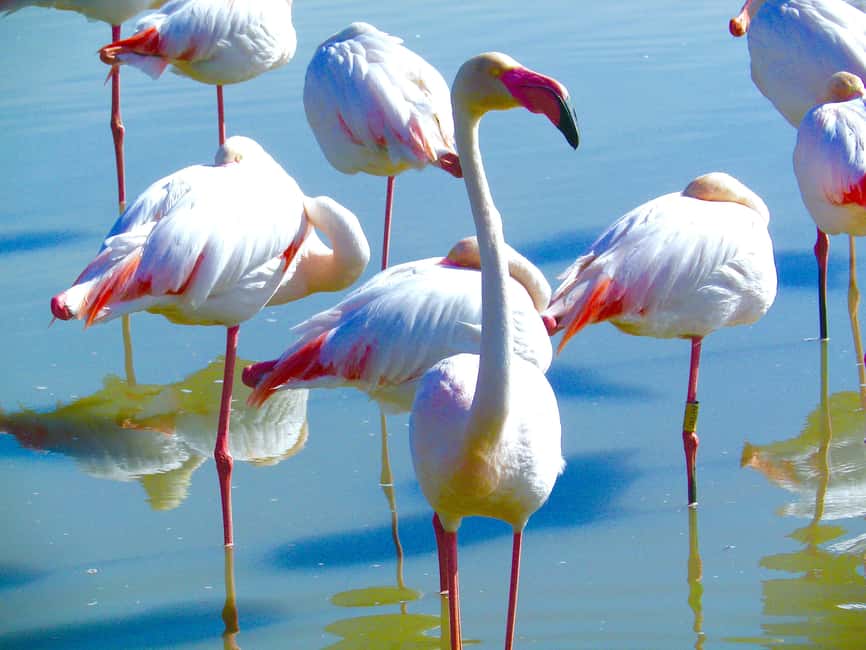 Arles & Camargue Natural Park (including Aigues Mortes) - FAQ