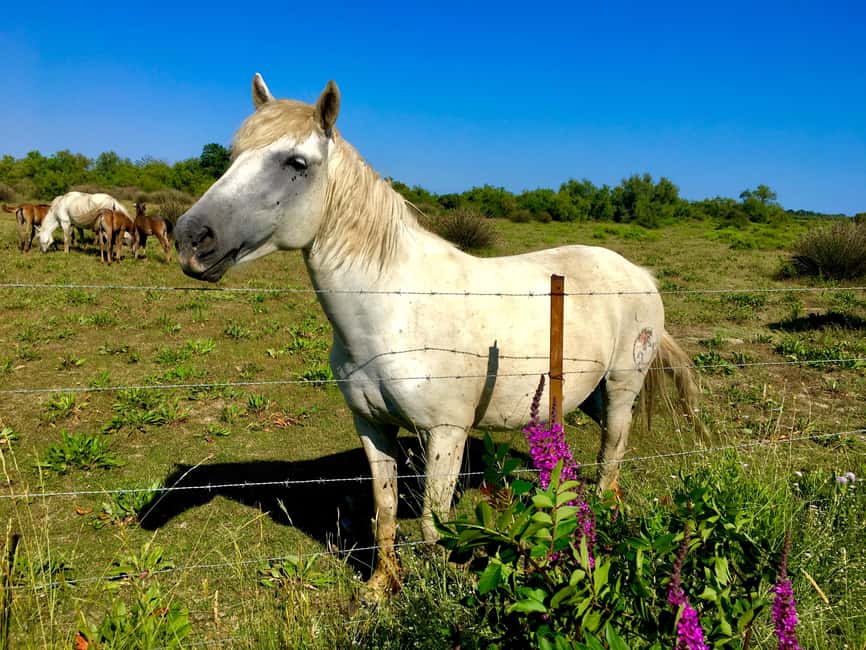 Arles & Camargue Natural Park (including Aigues Mortes) - The minivan, group size, and pace
