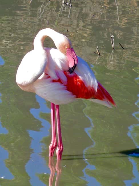 Arles & Camargue Natural Park (including Aigues Mortes) - Who will get the most from this outing