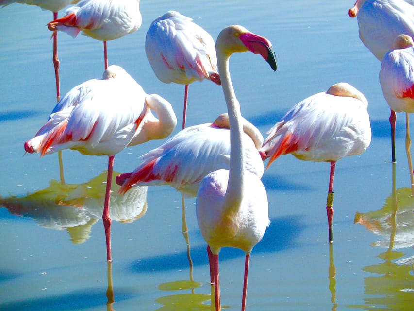 Arles & Camargue Natural Park (including Aigues Mortes) - Should you book the Arles and Camargue day trip?