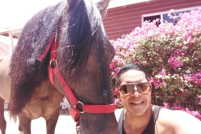 Aruba Beach Ecological Horseback Ride - The horses, staff, and riding style