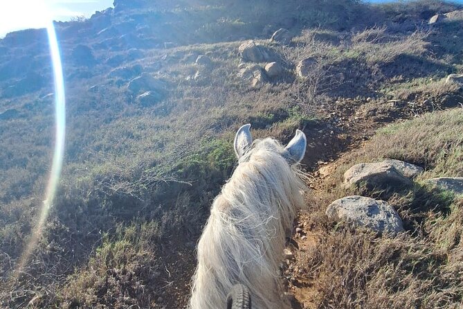Aruba Horseback Riding Tour For Advanced Riders - The horses and the guides