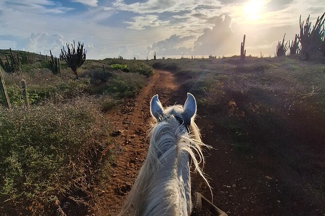 Aruba Horseback Riding Tour For Advanced Riders - Should you book Rancho Notorious?