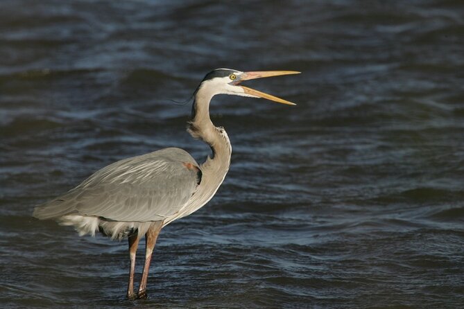 Assateague Horses, Herons and Happy Hour Cruise - Sailing toward Assateague at 5:30 pm