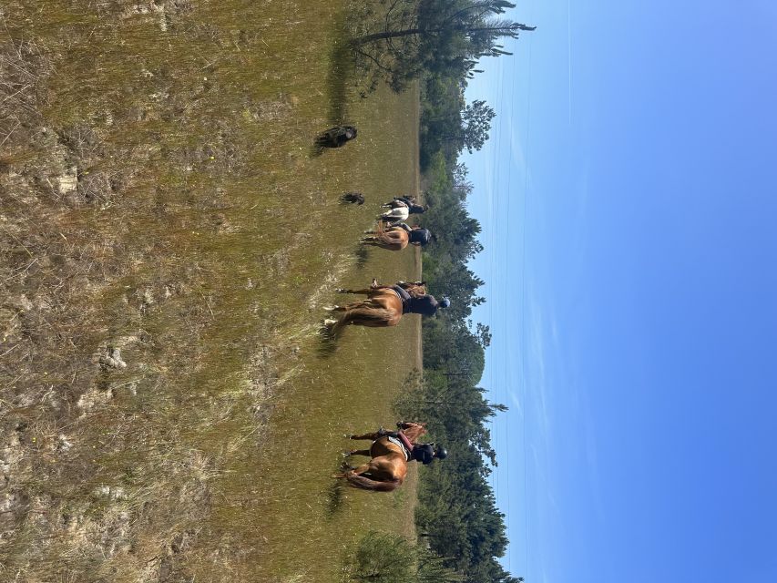 Aveiro: Horse Riding Experience with Instructor - One hour and six kilometers through the forest