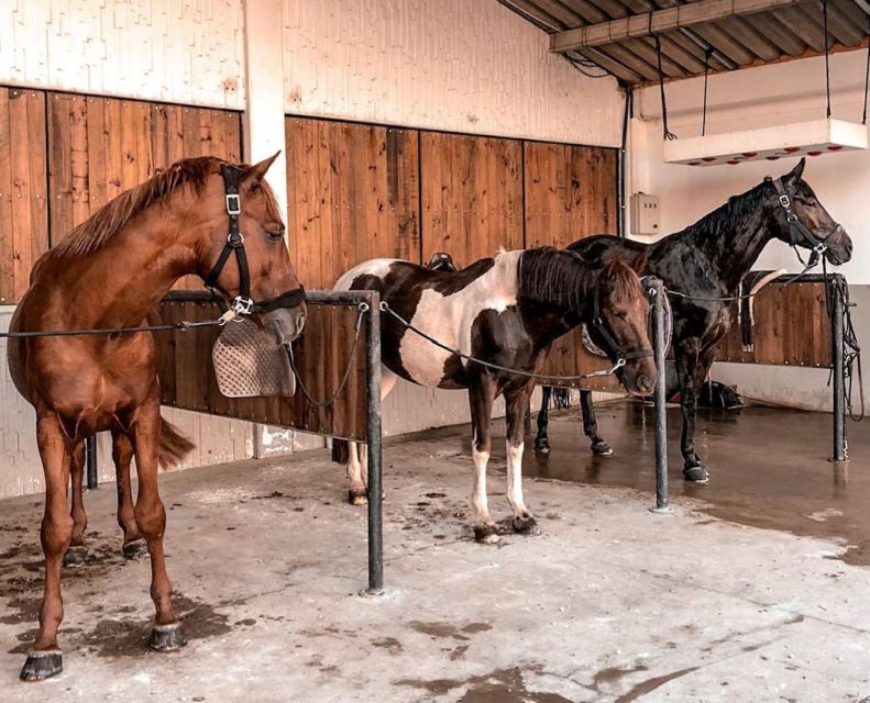 Aveiro: Horseback Riding at a Pedagogical Farm - Who will enjoy this most?
