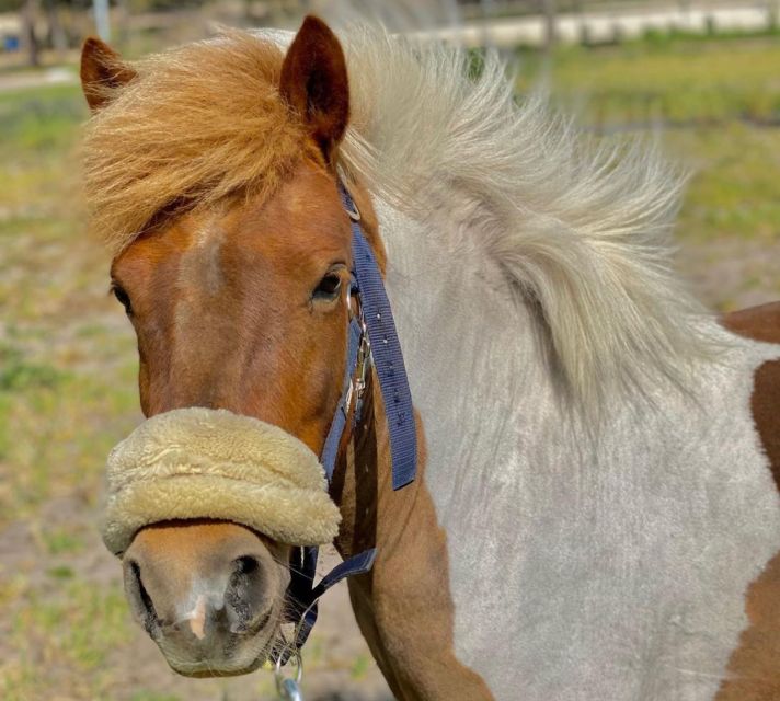 Aveiro: Horseback Riding at a Pedagogical Farm - My verdict: book it for a first ride, not a long trail