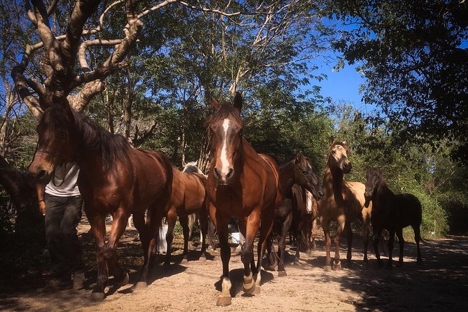Award-winning Classic Horseback Ride (max. 6 riders) - Arriving at Rancho Baaxal near Playa del Carmen