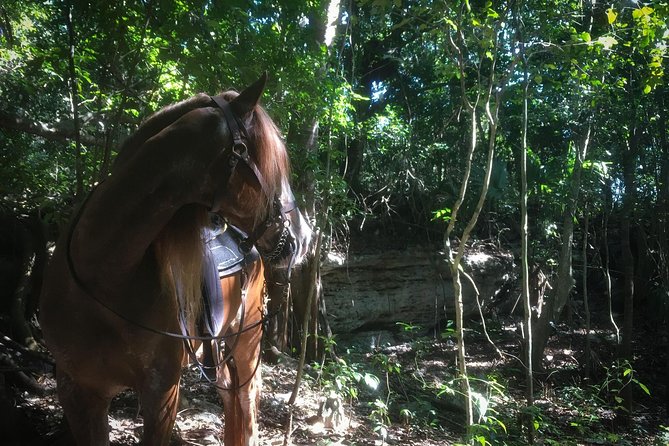 Award-winning Classic Horseback Ride (max. 6 riders) - Choosing the 9:30 a.m. or 2 p.m. ride