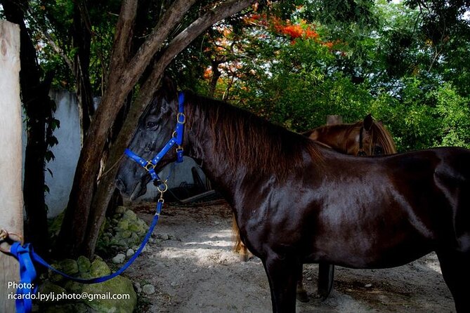 Award-winning Private Classic Horseback Ride - Practical details that can affect your day
