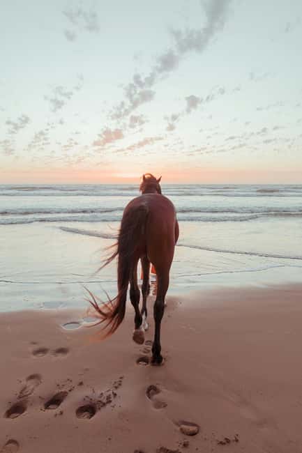 Bahamas: Nassau Horseback Riding on Beaches & Trails - A two-hour ride from Nassau to the shoreline