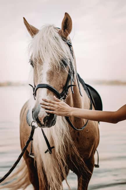 Bahamas: Nassau Horseback Riding on Beaches & Trails - Two private beaches change the pace