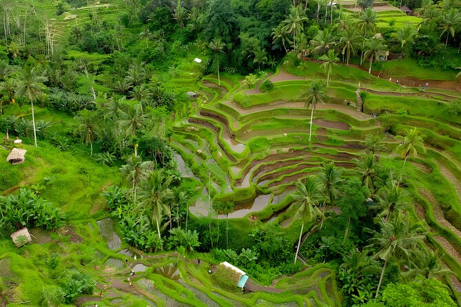 Bali Horse Riding Activity and Full-Day Trip in Ubud - Meeting the macaques at Ubud Monkey Forest