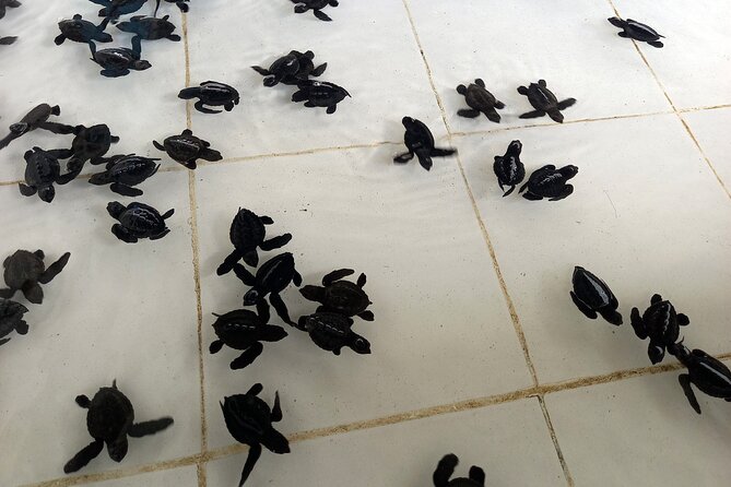 Bali Horse Riding and Turtle Release at Saba Beach - Who will get the most from this tour