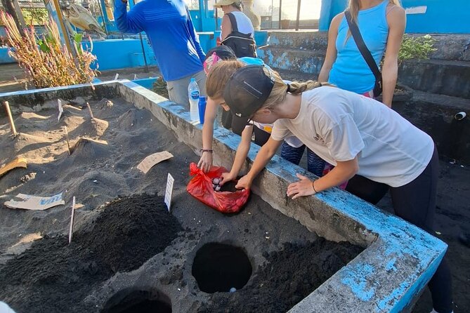 Bali Horse Riding and Turtle Release at Saba Beach - Saba Asri turns turtle conservation into an active visit