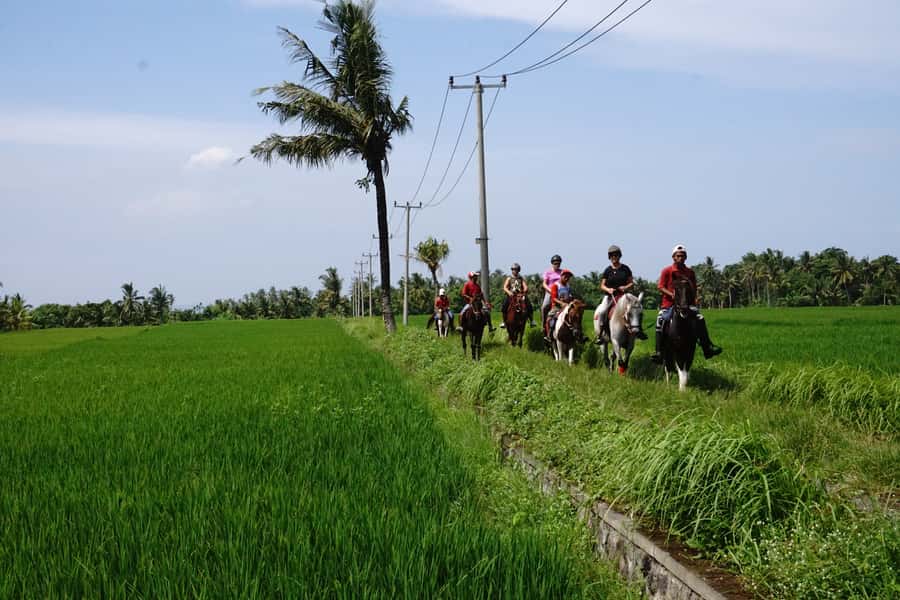 Bali: Horse Riding on Pigstone Beach and in the Rice Fields - Hotel pickup and group size