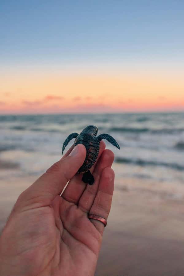 Bali: Horse Riding & Turtle Release Experience at Saba Beach - Key points at a glance