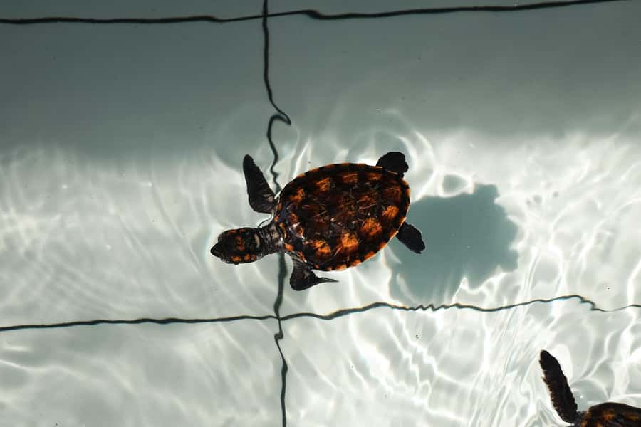 Bali: Horse Riding & Turtle Release Experience at Saba Beach - Why the turtle release makes this tour different