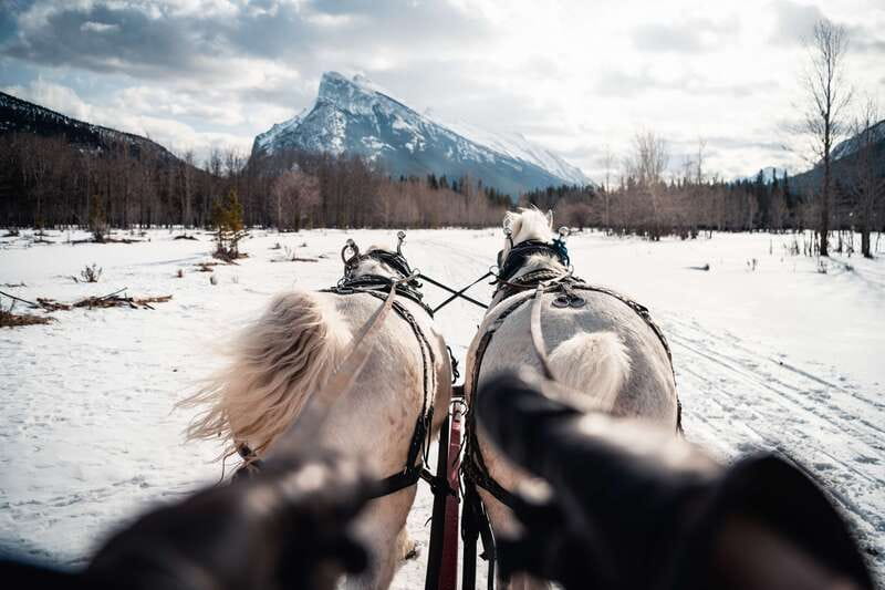 Banff: Family Friendly Horse-Drawn Sleigh Ride - The horses are part of the attraction