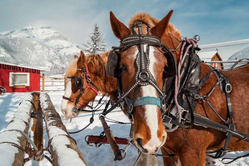 Banff: Family Friendly Horse-Drawn Sleigh Ride - Snow and temperature can change the experience