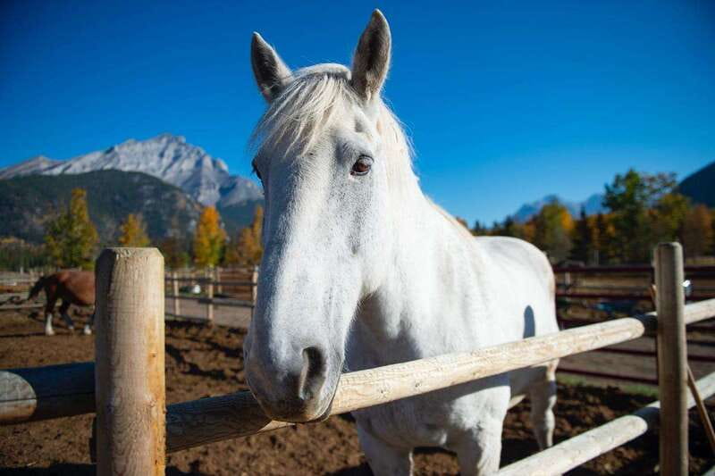 Banff: Wagon Ride with Cowboy Cookout BBQ - One hour beside the Bow River