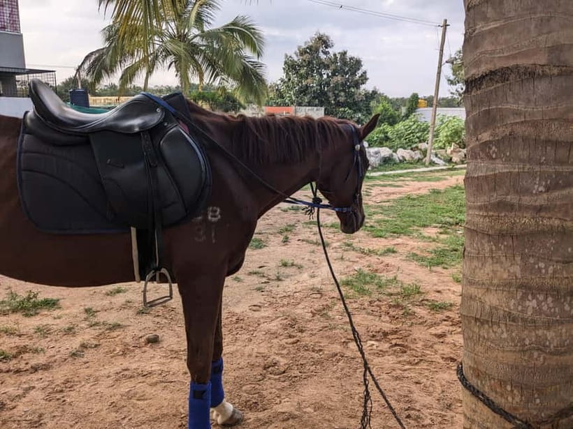 Bangalore: Horse Riding Safari Tour - Meeting Your Horse Outside Kalyan Nagar