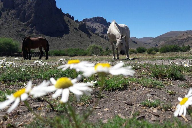 Bariloche Horseback Riding & Traditional Argentine Barbecue Tour - Two Hours Through Forest, Lake, and Steppe