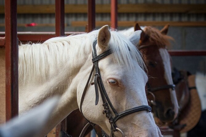 Beach & countryside horse riding outside Westport. Guided. 1 hour - From Carrowholly Stables to the Mayo countryside