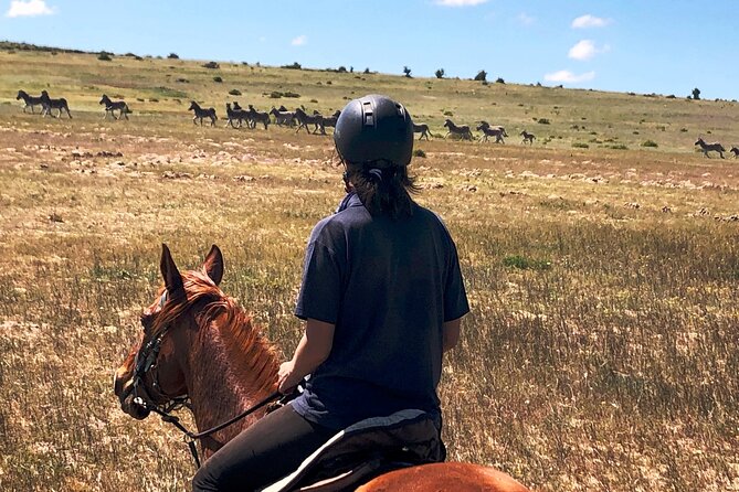 Beach Horse Ride in Yzerfontein, Western Cape - Wildlife beyond the beach