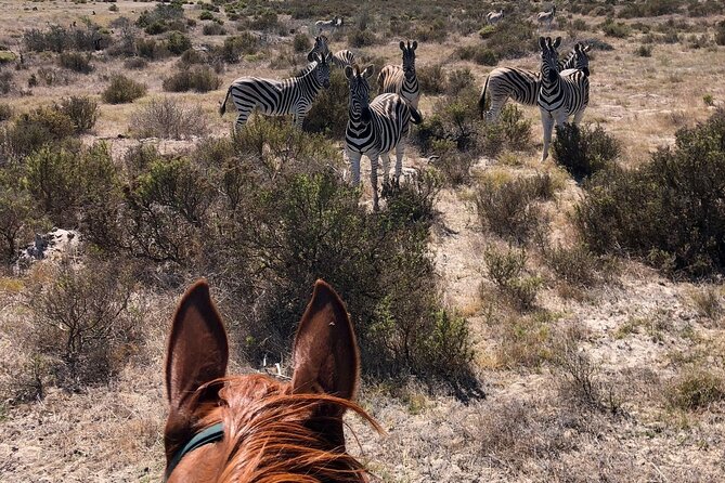 Beach Horse Ride in Yzerfontein, Western Cape - Photos, water, and small extras