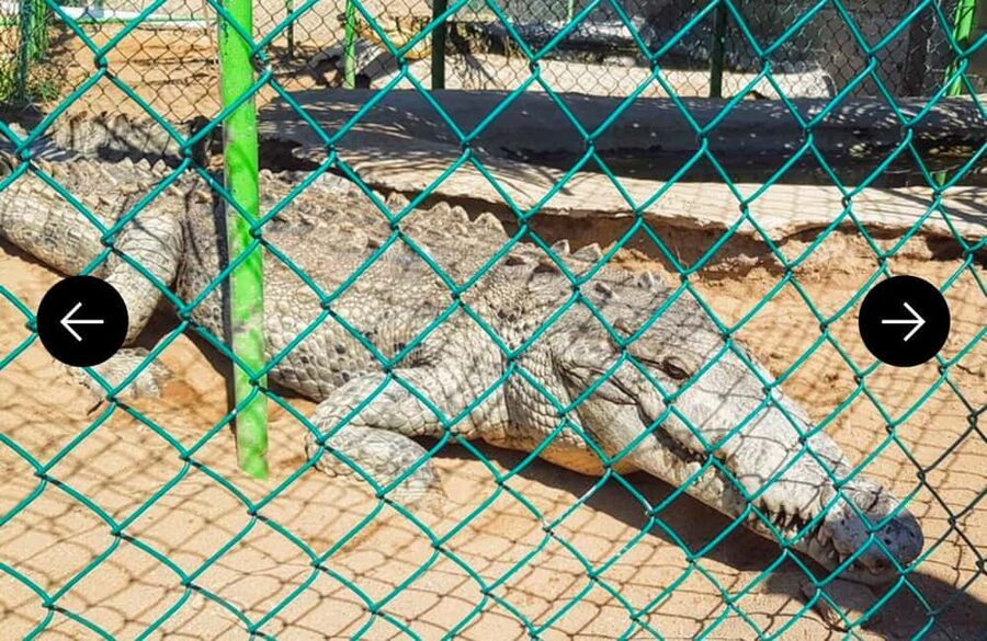 .Beach Horse Riding Turtle Release Crocodile Farm Experience - From Acapulco to the Pacific coast